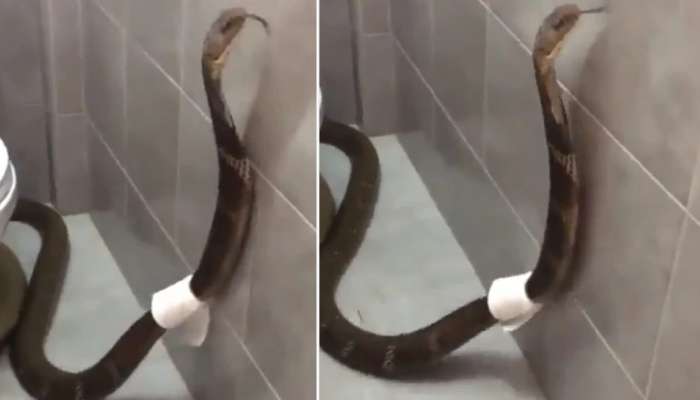 King Cobra in Bathroom: స్నానాలగదిలో కింగ్ కోబ్రా ప్రత్యక్షం.. షాక్ లో ఇంటి యజమాని!