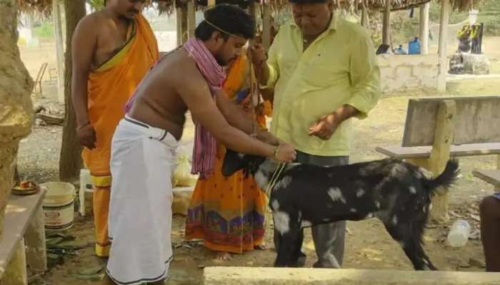 Youth Marries Goat: మేక మెడలో తాళి కట్టిన యువకుడు.. ఫోటోలు వైరల్.. ఎందుకిలా చేశాడంటే...