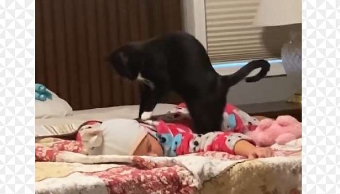 Cat Viral Video: చిన్నారికి మాసాజ్​ చేస్తున్న పిల్లి.. క్యూట్ వైరల్ వీడియో