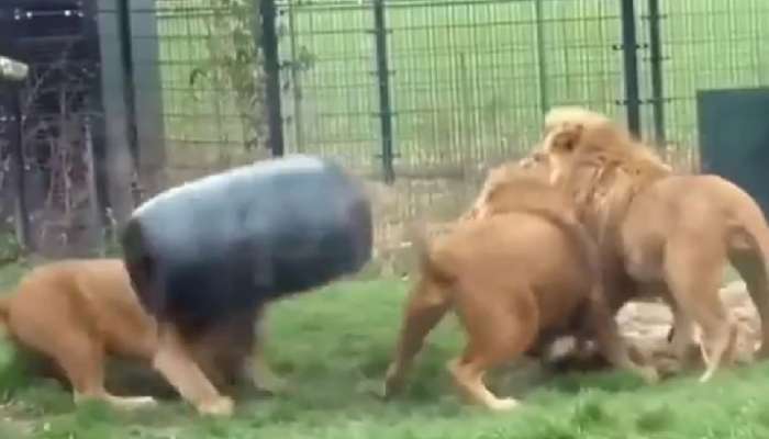 Lion Shocking Video: సింహం నోట్లో ఇరుక్కుపోయిన ప్లాస్టిక్ డబ్బా, తరువాత ఏమైంది..వీడియో వైరల్