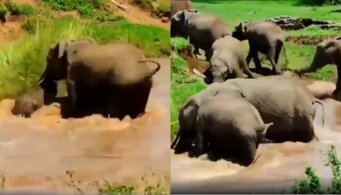 Elephant Video: నది దాటుతూ...ప్రవాహంలో కొట్టుకుపోయిన పిల్ల ఏనుగు..తరువాత ఏమైంది