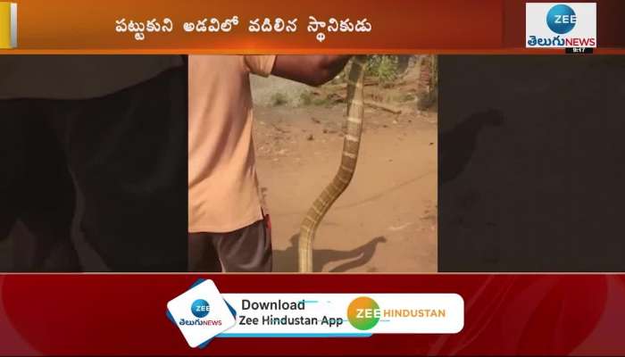 15-feet-long King Cobra Snake Caught in Rampachodavaram