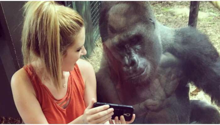 Gorilla Smartphone: స్మార్ట్ ఫోన్ వదలలేకపోతున్న గొరిల్లా.. తలలు పట్టుకుంటున్న అధికారులు!