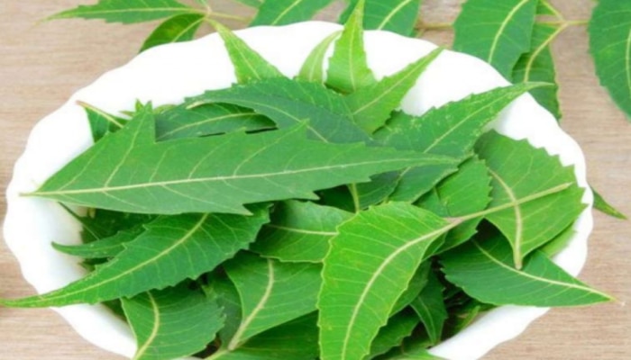 Neem Leaf Benefits: ఖాళీ కడుపుతో వేప ఆకులను నమలండి.. ఈ వ్యాధులకు చెక్ పెట్టండి!