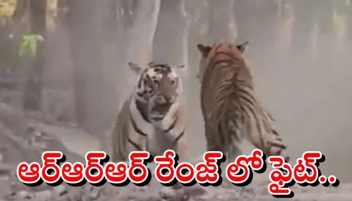 Viral Video: ఆడపులి కోసం ఆర్ఆర్ఆర్ మూవీ రేంజ్ లో ఫైటింగ్.. చివరికి గెలిచిందెవరు?