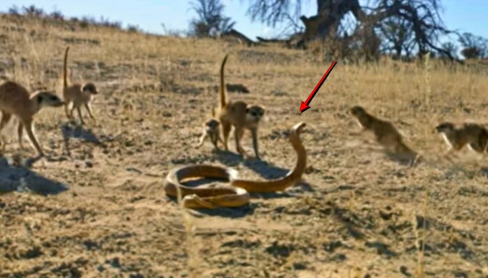 Cobra Fight Meerkat: కింగ్ కోబ్రాపై ముంగిసల గుంపు దాడి... చివరకు ఏం జరిగిందో తెలిస్తే షాక్ అవుతారు!