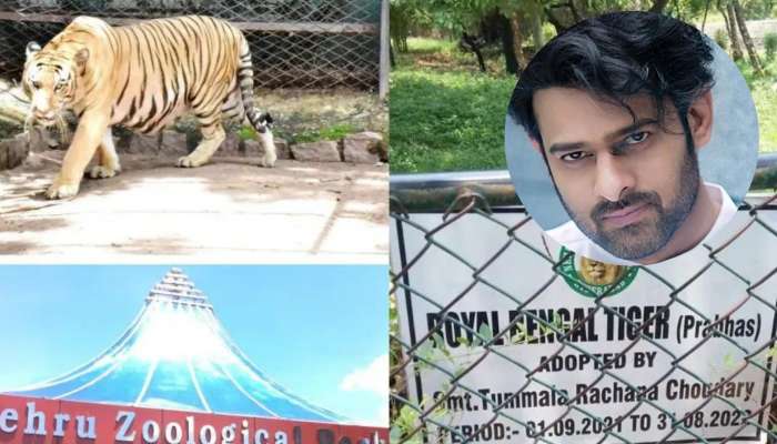 Bengal Tiger Named As Prabhas: జూలోని ఆ టైగర్‌కు ప్రభాస్ పేరు..!