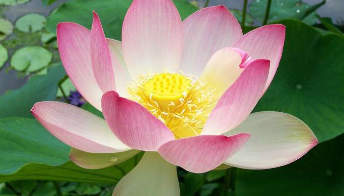 Amazing Benefits With Lotus Flower:తామర పువ్వుతో ప్రయోజనాలు అమోగం..తెలిస్తే వావ్‌ అంటారు