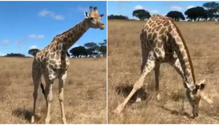 Giraffe Video: అయ్యో రాములా.. తిండి కోసం తిప్పలు పడుతున్న జిరాఫీ! భూమ్మీద గడ్డి తినడానికి..!