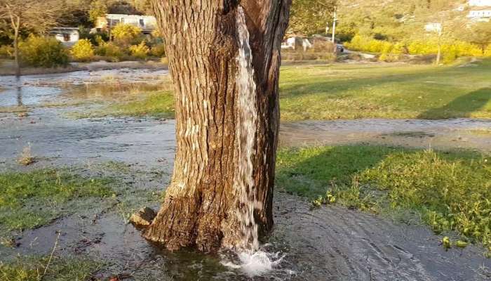 Mystery Tree: సైన్స్‌కి కూడా అంతుచిక్కని రహస్యం..చెట్టు నుంచి ఉబికి వస్తున్న నీరు