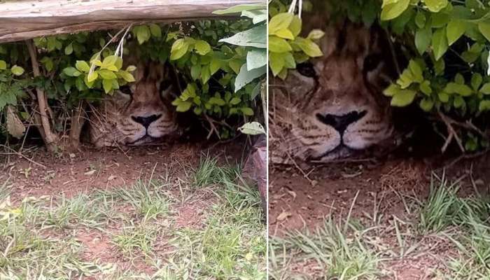  Lion in Park: ఇంటి పార్క్‌లో దాక్కున్న సింహం, తీరా దగ్గరకు వెళ్లి చూస్తే...ఏమైందంటే