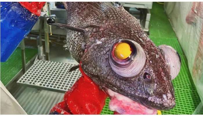  Mysterious Fish: ఇదేందయ్యో ఇది.. ఈ చేప ఇట్లా ఉంది! నరకం నుంచి ఊడిపడిందా ఏంది