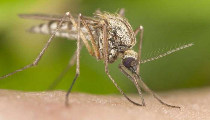 Mosquito Remedies: దోమల బెడద తగ్గించుకోవడానికి ఇంటి చుట్టుపక్కల ఈ మొక్కలు నాటండి!