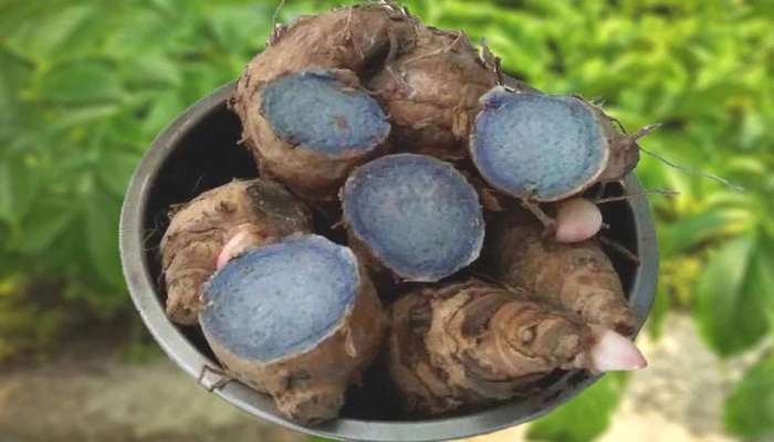  Black Turmeric: నల్ల పసుపుతో ఎన్ని ఆరోగ్య ప్రయోజనాలున్నాయో తెలుసా... 