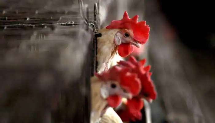  Chicken Price: మాంసం ప్రియులకు షాక్... భారీగా పెరిగిన చికెన్ ధరలు... ఆల్ టైమ్ రికార్డ్... 