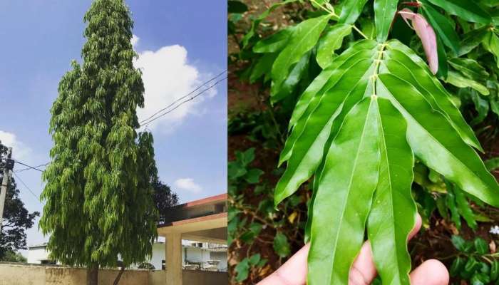 Ashoka Tree for Diabetes: అశోక చెట్టు బెరడులో డయాబెటిస్ మటుమాయం..!