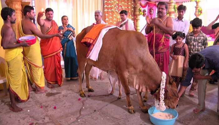 Gomatha Pooja: ఆవుకు క్రమం తప్పకుండా బెల్లం తినిపిస్తే ఎలాంటి లాభాలను పొందుతారో తెలుసుకోండి..!!