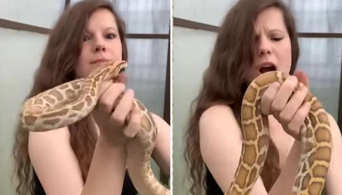 Snake & Girl Video: పాముతో చెలగాటాలాడితే...ఈ అమ్మాయికి ఎదురైన పరిస్థితే ఉంటుంది జాగ్రత్త