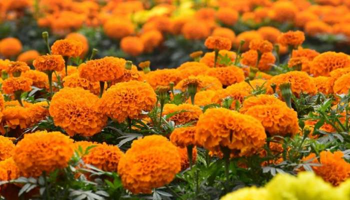 Marigold Flowers: పూజలో బంతి పువ్వులకు ఎందుకు అంత ప్రాముఖ్యత ఉందో తెలుసుకోండి
