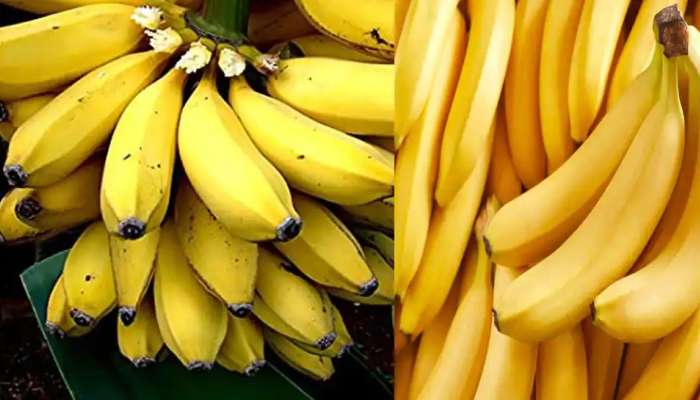 Weight Loss with Banana: అరటి పండును రోజూ తినడం వల్ల కలిగే ఆరోగ్య ప్రయోజనాలేంటో తెలుసా?