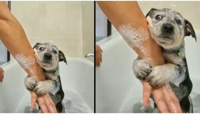 Puppy Bath Video: కుక్క పిల్లకి మొదటిసారి స్నానం..16 లక్షల మంది ఎందుకు చూసారో తెలుసా?