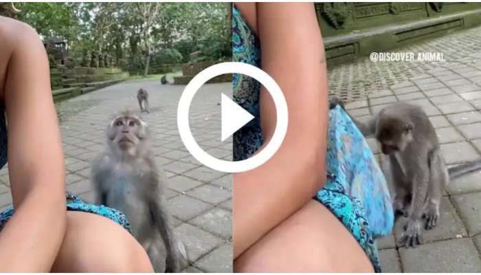 Naughty Monkey Video: చిలిపి కోతి.. ఈ అందమైన యువతి డ్రెస్సును ఎలా లేపిందో చూడండి!