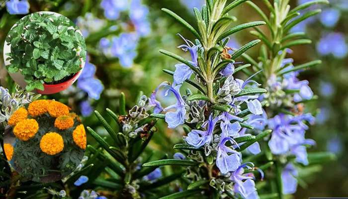 Mosquito Repellent: దోమల బెడద ఉందా..మీ ఇంటి చుట్టూ 5 రకాల మొక్కలను నాటండి..!!