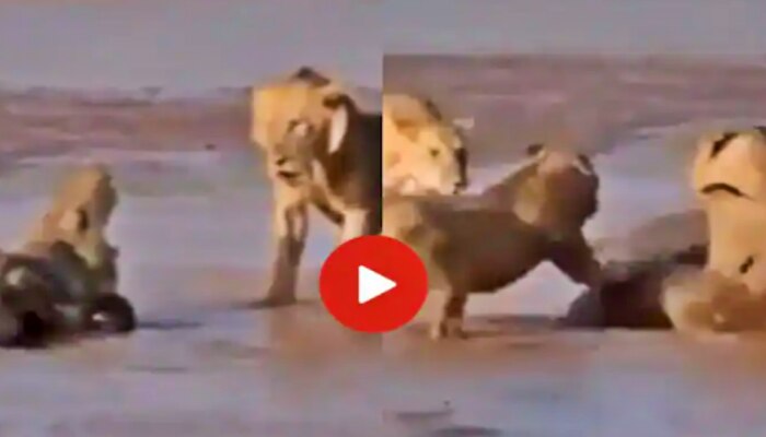 Lion vs Crocodile Fight Video: మెుసలిపై మూడు సింహాలు దాడి... ఇంటర్నెట్ ను షేక్ చేస్తున్న వీడియో