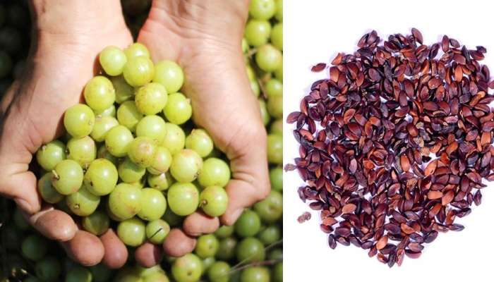 Amla Seeds Benefits: ఉసిరి గింజల వల్ల ఎన్నో అద్భుతమైన ఆరోగ్య ప్రయోజనాలు!