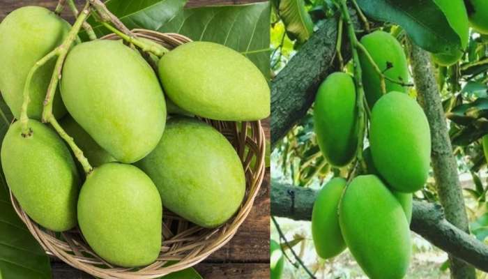 Green Mango Benefits: పచ్చిమామిడి ప్రయోజనాలు తెలిస్తే..ఇక వదిలిపెట్టరు