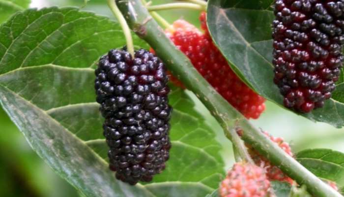 Mulberry For Health: మల్బరీ తినడం వల్ల శరీరానికి ఎన్ని ప్రయోజనాలున్నాయో తెలుసా..!!