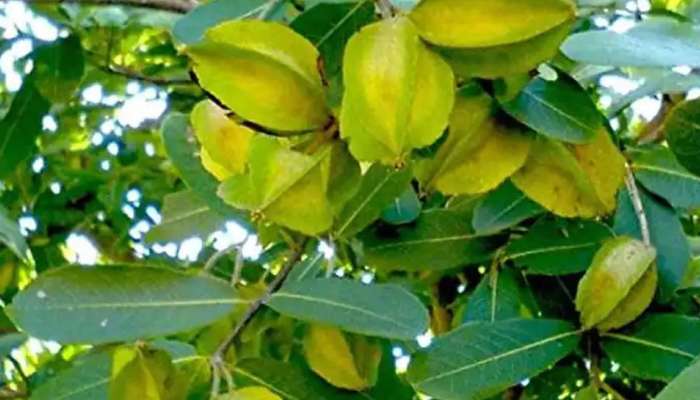 Arjun Fruit Benefits: గుండె ఆరోగ్యానికి అద్భుత ఔషధం..అర్జున ఫలం, ఉపయోగాలివే