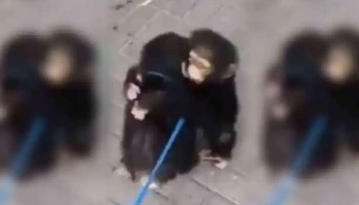 Chimpanzee Brothers: చాలా రోజుల తర్వాత కలుసుకున్న రెండు చింపాంజీలు.. ఏం చేశాయో చూడండి!