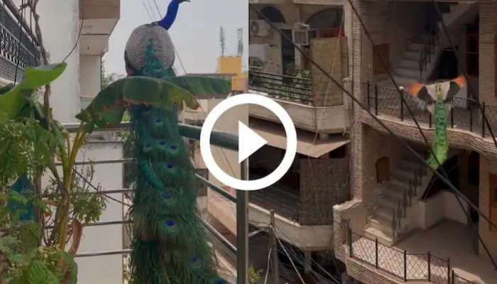 Peacock video viral: అందమైన అతిధి..అనుకోకుండా వచ్చింది..మరో ఇంటికి తరలింది, వీడియో వైరల్