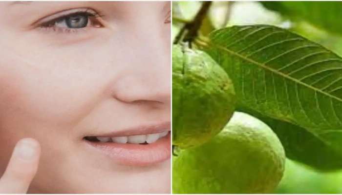 Guava Leaves Benefits: జామతో.. బరువు కూడా తగ్గొచ్చని మీకు తెలుసా, చర్మం నిగనిగలాడిస్తుంది కూడా
