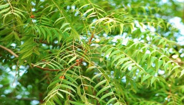 Neem Remedies: శని, కేతు దోషాల్నించి విముక్తి కోసం వేప ఎలా ఉపయోగపడుతుంది