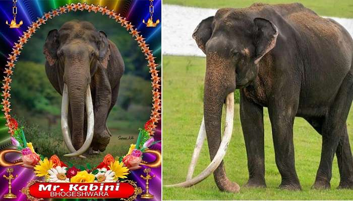 Kabini Elephant Bhogeshwar Died: 60 ఏళ్ల భోగేశ్వర్ మృతి.. ఏనుగు చనిపోతే ఏం చేస్తారో తెలుసా ?