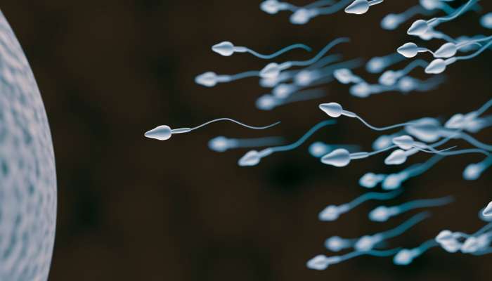 Increase Sperm Count: ఇవి తింటే స్పెర్మ్ కౌంట్ నాణ్యత పెరుగుతుంది..!