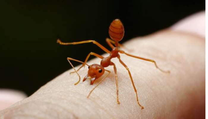 Red Ants Home Remedies: తరచుగా ఇంట్లోకి ఎర్ర చీమలు వస్తున్నాయా.. ఇలా చేయండి..!