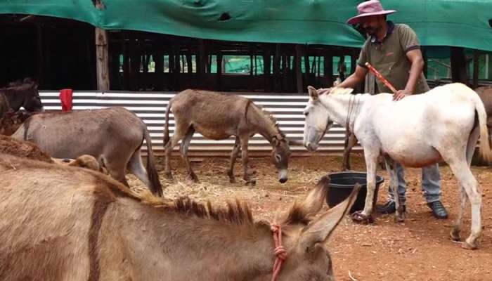 Donkey Milk Farm: సాఫ్ట్‌వేర్‌ ఉద్యోగం వదిలేసి.. గాడిదలు పెంచుకుంటున్నాడు! లక్షలు సంపాదిస్తున్నాడు