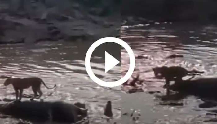 Viral Video: నదిలో 40 మొసళ్లు చుట్టుముట్టినా.. మృత్యువు నుంచి తప్పించుకున్న సింహం!