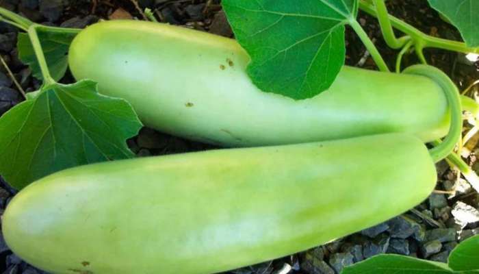 Gourd Benefits for health: సోరకాయ వల్ల శరీరానికి ఎన్ని ప్రయోజనాలున్నాయో తెలుసా..!