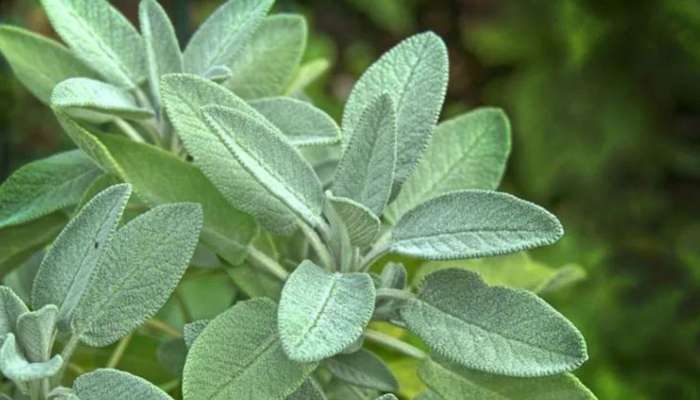 Sage Leaves For Diabetes: మధుమేహంతో బాధపడుతున్న వారు తప్పకుండా ఈ ఆకులను తినండి..!