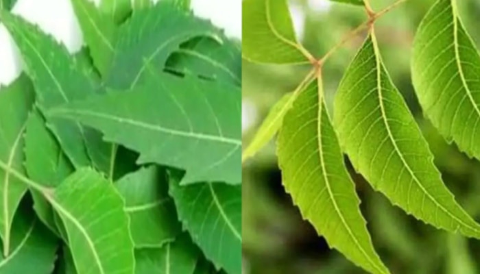 Neem leaves Benefits: వేప ఆకులతో గుండెపోటుకు చెక్! ఎలా ఉపయోగించాలో తెలుసుకోండి?