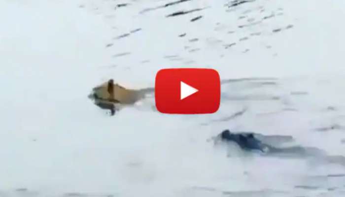 Lion Viral Video: నదిలో సింహంపై దాడి చేసిన మొసలి.. చివరికి గెలుపు ఎవరిదో చూడండి!