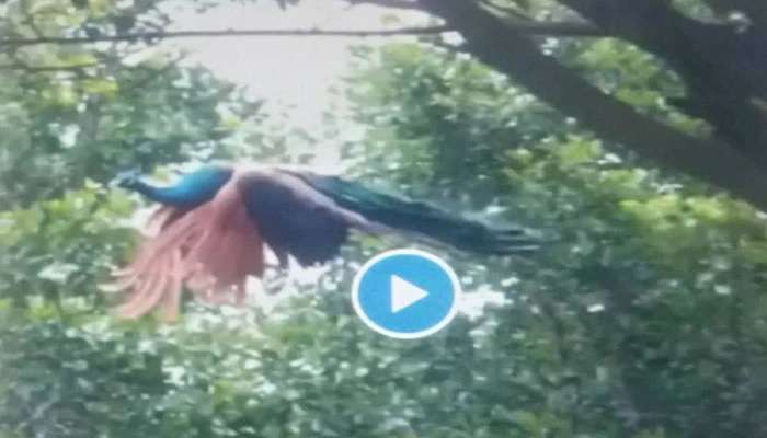 Peacock Viral Video: ఎగిరే నెమలిని ఎప్పుడైనా చూశారా, ఆ అందం చూసేందుకు రెండు కళ్లు చాలవు