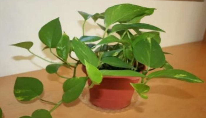 Money Plant Vastu Tips: మనీ ప్లాంట్‌ను ఈ దిశలో నాటండి... కొద్ది రోజుల్లోనే కోటీశ్వరులవ్వండి!
