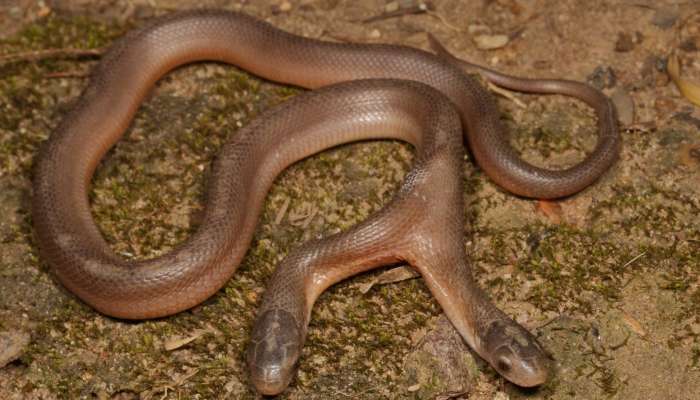 Two-Headed Snake: అత్యంత అరుదైన రెండు తలల పాము.. గతంలో ఎప్పుడూ చూసుండరు!