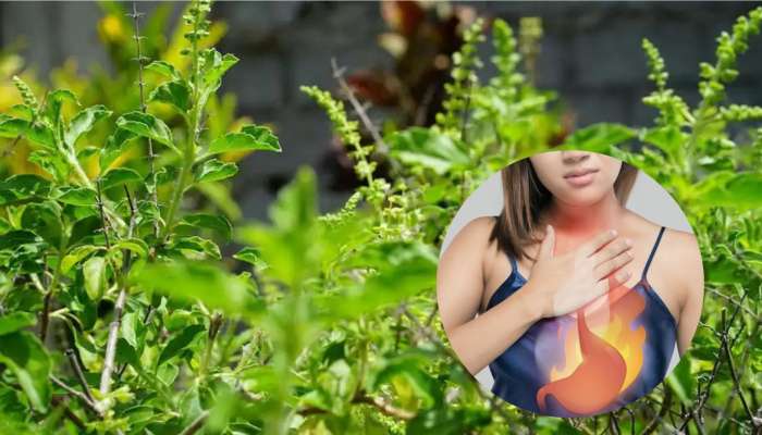 Benefits of Tulsi in Acidity: అసిడిటీ సమస్యతో బాధపడుతున్నారా.. ఇలా నిమిషంలో విముక్తి పొందండి..!!