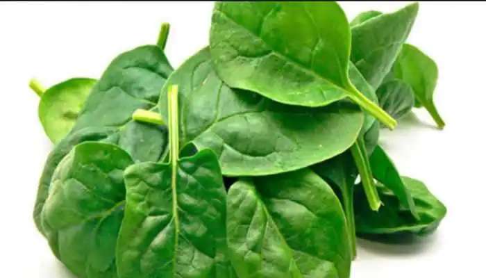 Spinach Benefits: పాలకూర మగవారికి ఎంత ప్రయోజనకరమో తెలుసా..ఫిట్‌గా ఉంచుతుంది